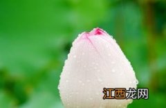 千瓣莲花图片 千瓣莲