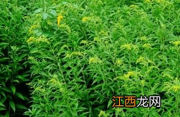 加拿大一枝黄花 加拿大一枝黄花枯萎图片