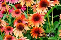 松果菊 松果菊对新冠肺炎的治疗