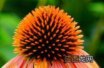 松果菊 松果菊对新冠肺炎的治疗