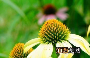 松果菊 松果菊对新冠肺炎的治疗