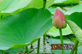 圆明园内沉睡百年的古莲花再次盛开虽然没有接 圆明园古代莲