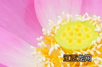 圆明园内沉睡百年的古莲花再次盛开虽然没有接 圆明园古代莲