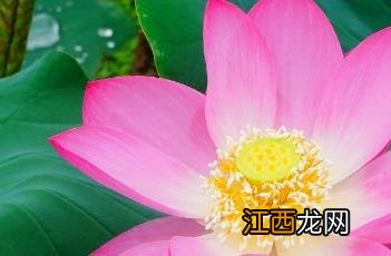 圆明园内沉睡百年的古莲花再次盛开虽然没有接 圆明园古代莲