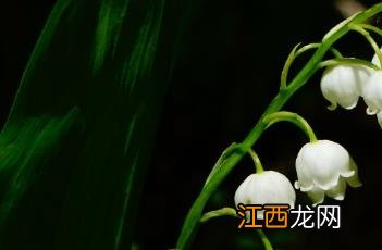 铃兰花语 铃兰