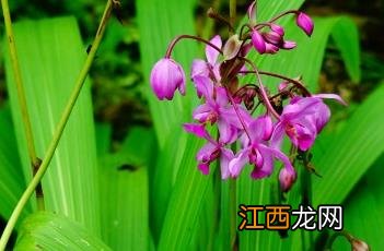 紫花苞舌兰 紫花苞舌兰价格