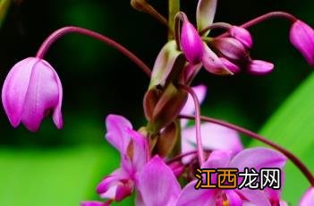 紫花苞舌兰 紫花苞舌兰价格