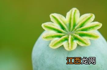 罂粟品种 罂粟品种有合法的吗