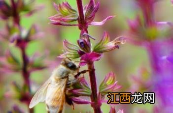 卡拉多纳鼠尾草是一年生还是多年生 卡拉多纳鼠尾草