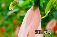 粉色悬铃花 粉花悬铃花