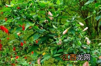 粉色悬铃花 粉花悬铃花