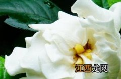 白蟾 白蟾花花语是什么