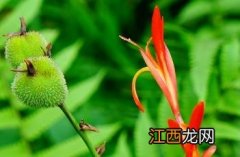 蕉芋 蕉芋粉