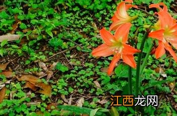 花朱顶红 花朱顶红有毒吗