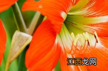 花朱顶红 花朱顶红有毒吗