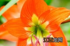 花朱顶红 花朱顶红有毒吗