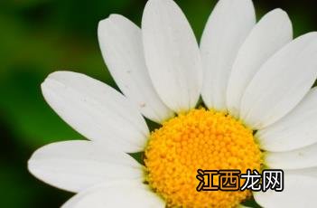 白晶菊 白晶菊耐寒多少度