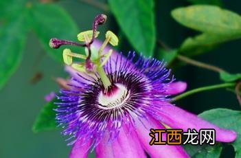 紫花西番莲果实 紫花西番莲