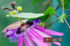 紫花西番莲果实 紫花西番莲