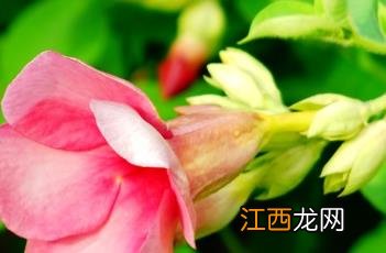 紫蝉花如何过冬 紫蝉花