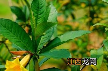 硬枝黄蝉 硬枝黄蝉花期