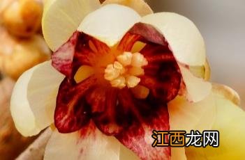 狗蝇腊梅 狗蝇蜡梅