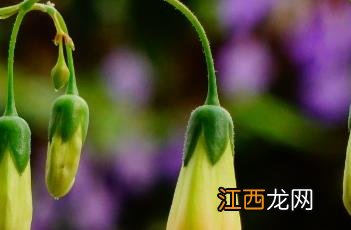 垂钓宫灯长寿花 钓鱼竿宫灯长寿花