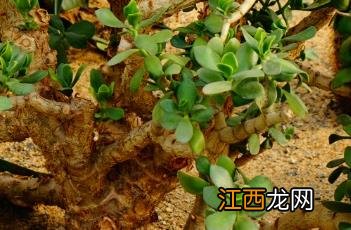 玉树图片盆景 玉树