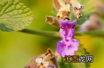 六座大山荆芥 六座大山荆芥功能和作用