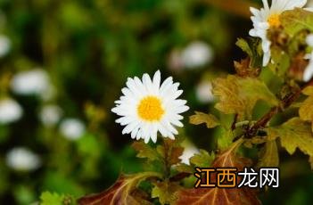 杭菊和雏菊的区别 杭菊