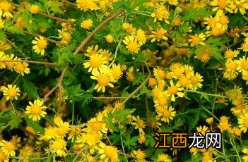 异色菊黯 异色菊