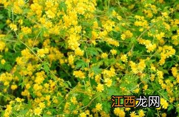 异色菊黯 异色菊