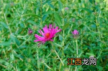 美国紫菀和荷兰菊的区别 美国紫菀