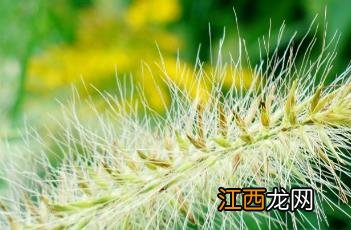 小兔子狼尾草株高 小兔子狼尾草