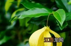 鹰爪花 鹰爪花果