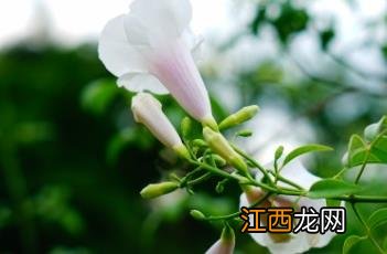 凌霄花为什么又叫死人花 粉花凌霄