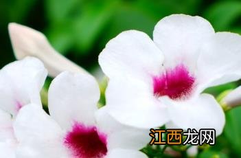 凌霄花为什么又叫死人花 粉花凌霄