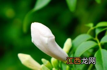 凌霄花为什么又叫死人花 粉花凌霄