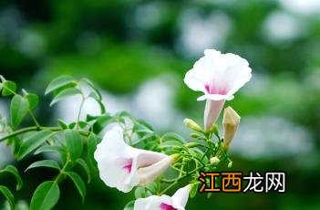 凌霄花为什么又叫死人花 粉花凌霄