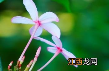 红花蕊木有几种 红花蕊木