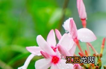 红花蕊木有几种 红花蕊木