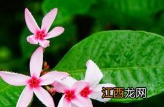 红花蕊木有几种 红花蕊木