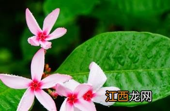 红花蕊木有几种 红花蕊木