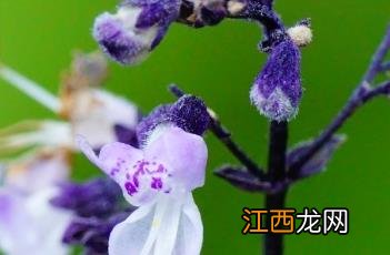 蓝萼香茶菜 蓝萼香茶菜图片