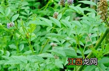 甘草_本草图经 甘草 本草经