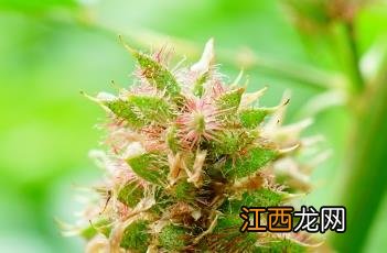 甘草_本草图经 甘草 本草经