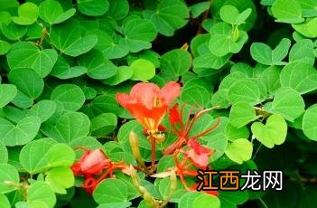 橙花羊蹄甲 橙花羊蹄甲图片