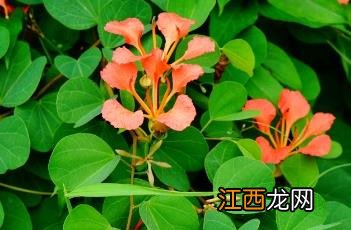 橙花羊蹄甲 橙花羊蹄甲图片