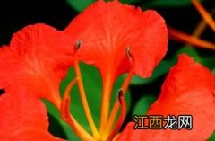 橙花羊蹄甲 橙花羊蹄甲图片