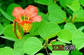 橙花羊蹄甲 橙花羊蹄甲图片